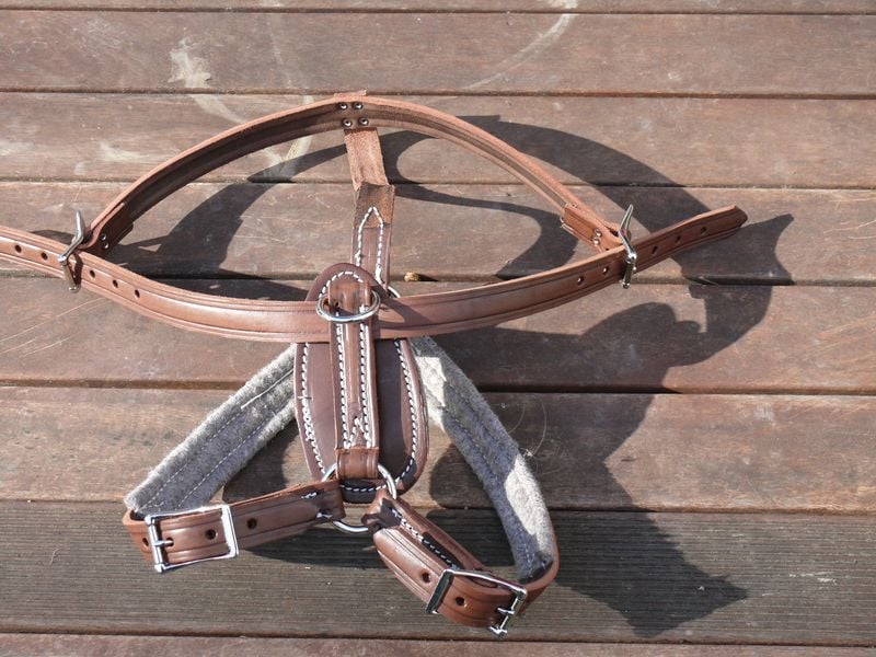 Big Dog Harness 800 X600
