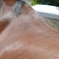Saddle Fit