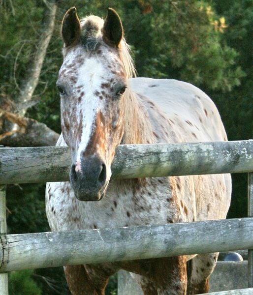Big Boy Roy 800 X600