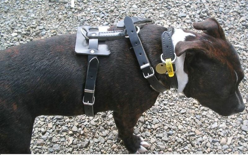 Dog Harness 2 800X600