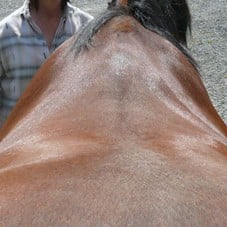 Horseshoulder
